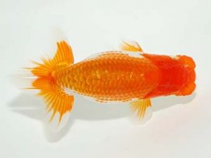 横浜観魚会　研究会　3位　安藤　寛