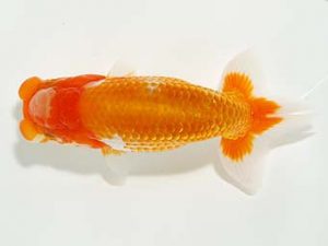 横浜観魚会　研究会　5位　山口広隆