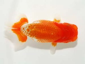 横浜観魚会 研究会 6位　鈴木貴光