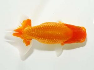 横浜観魚会 研究会 7位　齋藤宏典