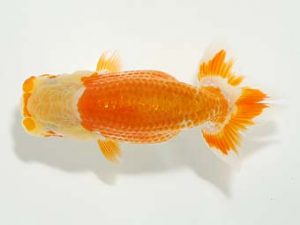 横浜観魚会 研究会 8位　佐久間　誠