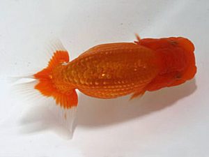 浜松愛魚会　西大関　松本芳夫　静岡市