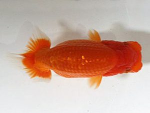 浜松愛魚会　取締一　茂木　彰　湖西市