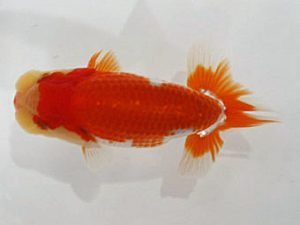 浜松愛魚会　取締二　松田力三　浜松市