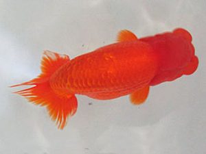 浜松愛魚会　東大関　根木清次　浜松市