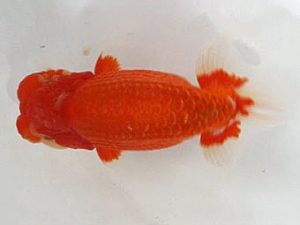 浜松愛魚会　西大関　川合実次　三島市