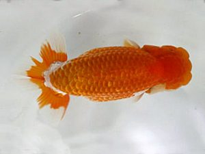 浜松愛魚会　立行司　吉村友良　富士市