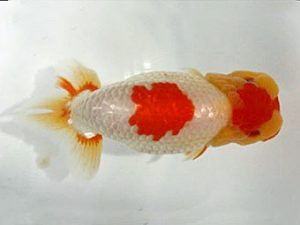 浜松愛魚会　取締一　松橋　悟　豊橋市