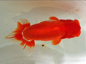 浜松愛魚会　取締二　服部行宏　磐田市