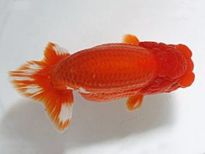 浜松愛魚会　鈴木克巳　浜松市