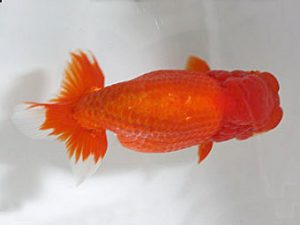 浜松愛魚会　西大関　吉田晋伍　焼津市