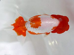 浜松愛魚会　立行司　吉田晋伍　焼津市