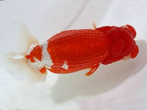 浜松愛魚会　取締一　矢作雄一　横浜市