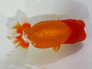 浜松愛魚会　取締二　杉浦　智　浜松市