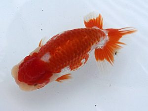 研究会　東大関　一位　白川成也