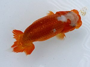 研究会　二位　秋庭健志
