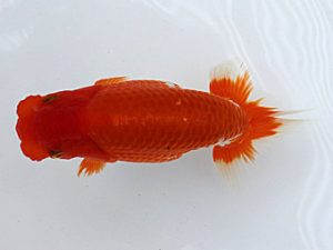 研究会　三位　村上暢彦