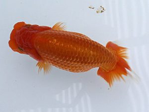 研究会　四位　櫻井　彰