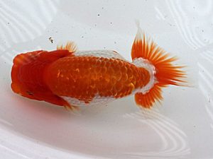 研究会　五位　栃谷義寛