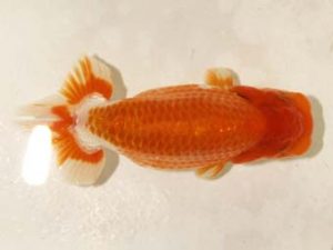 研究会　1位　秋元和男