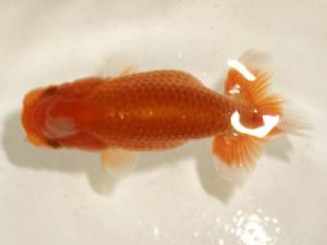 研究会 君塚一博