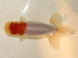 研究会 11位　船宝　務