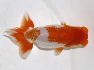 研究会　2位　能勢重徳