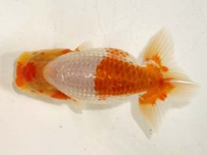 研究会　3位　秋元和男