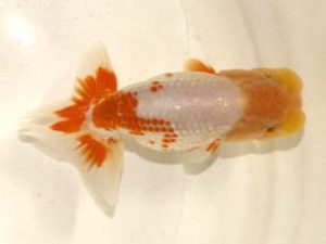 研究会　4位　能勢重徳