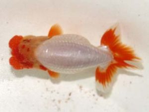 研究会　5位　能勢重徳