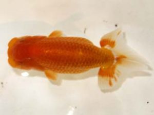 研究会 6位　大渕　功