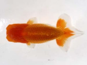 研究会 7位　泉澤豊一