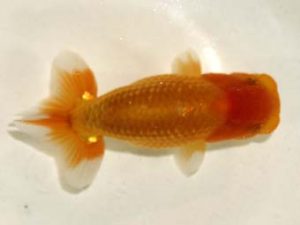 研究会 8位　宇田川勝久