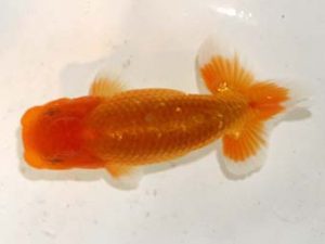 研究会 9位　泉澤豊一