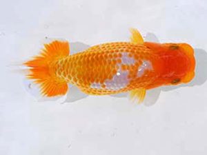 倉敷栄蘭会 西勧進元　大原　正　児島