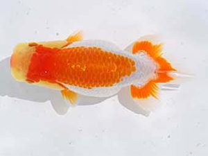 倉敷栄蘭会 行司一　藤野　武　香川