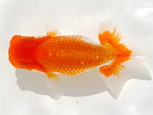 倉敷栄蘭会 行司三　田代史郎　児島