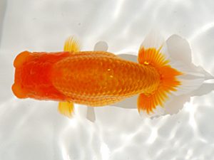 倉敷栄蘭会 東脇行司　筒井正雄　児島