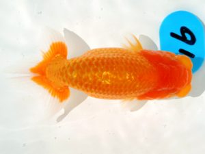 倉敷栄蘭会 西脇行司　難波　正　玉野