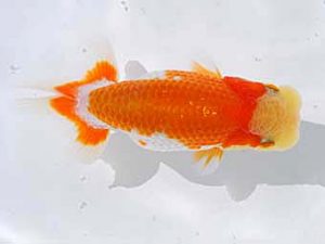 倉敷栄蘭会　立行司　藤野　武　香川