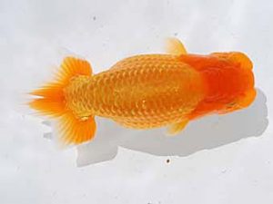 倉敷栄蘭会　東取締　児子敏雄　岡山