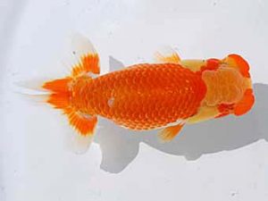 倉敷栄蘭会　西取締　佐竹義光　小豆島