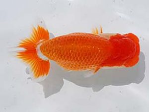 倉敷栄蘭会 東関脇　川崎庄三　浅口