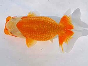 倉敷栄蘭会 西関脇　寒川秀春　香川