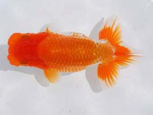 倉敷栄蘭会 東小結　田代史郎　児島