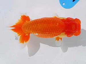 倉敷栄蘭会 西小結　南堀育三　小豆島