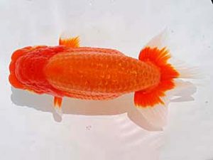 倉敷栄蘭会　東大関　村上暢彦　浅口