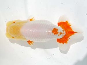 倉敷栄蘭会　西大関　河合隆章　井原