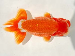 倉敷栄蘭会　立行司　福原　博　広島