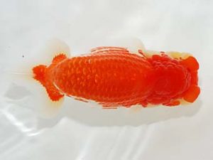 倉敷栄蘭会　東取締　佐藤　茂　井原